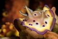   Chromodoris geminus think  